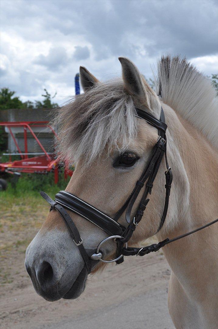 Pixeline 12-års fødselsdag :-) billede 48