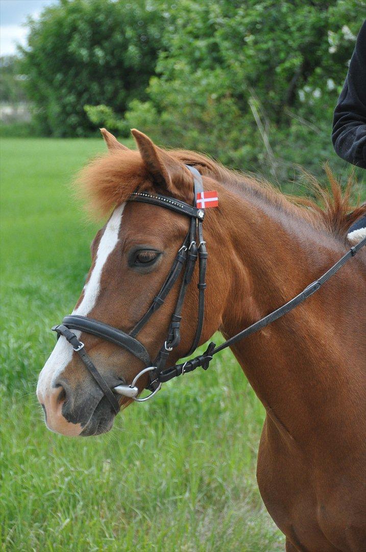 Pixeline 12-års fødselsdag :-) billede 50