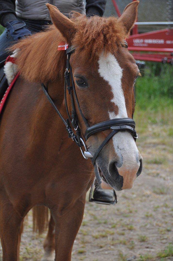 Pixeline 12-års fødselsdag :-) billede 54