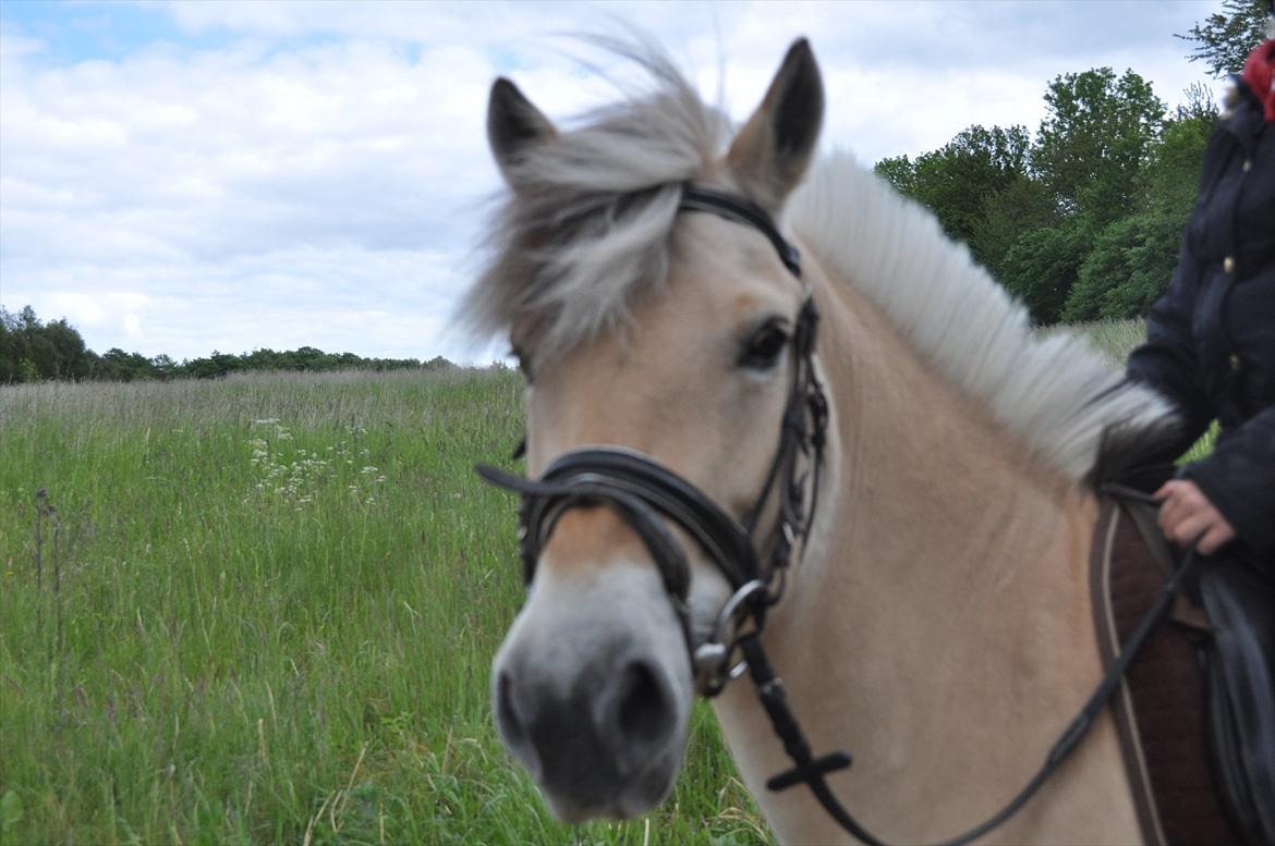 Pixeline 12-års fødselsdag :-) billede 94