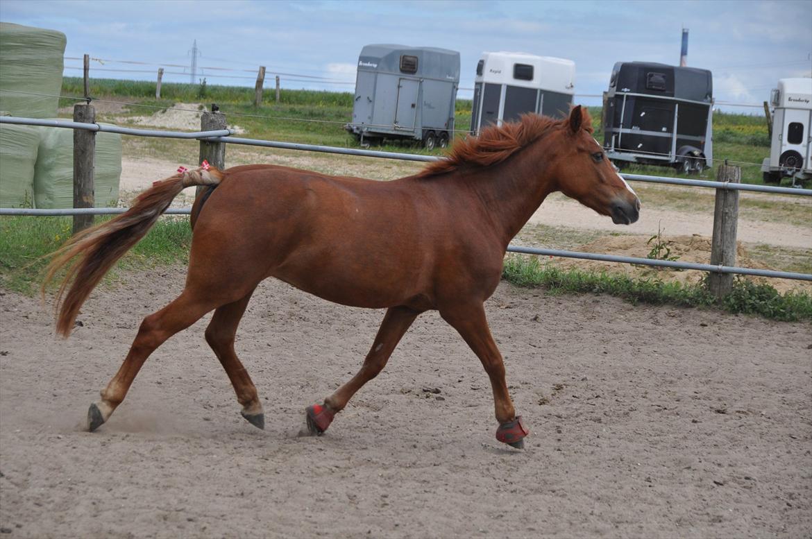 Pixeline 12-års fødselsdag :-) billede 105
