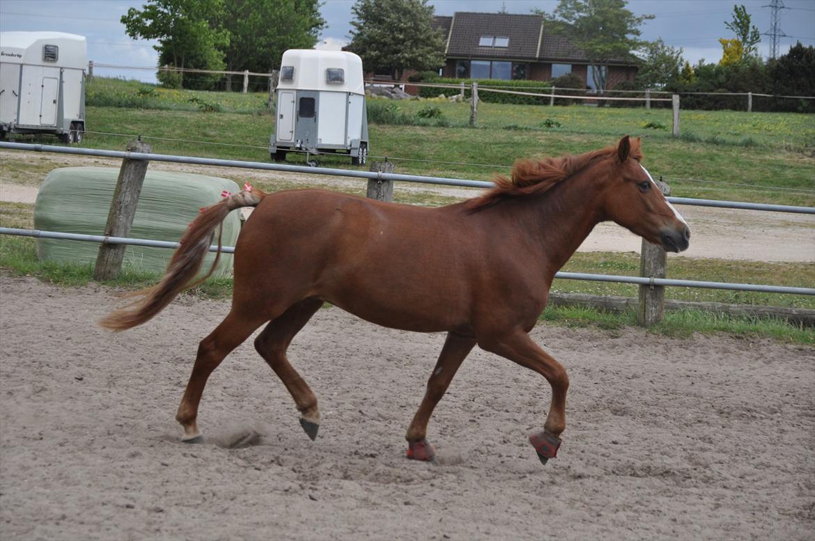 Pixeline 12-års fødselsdag :-) billede 107