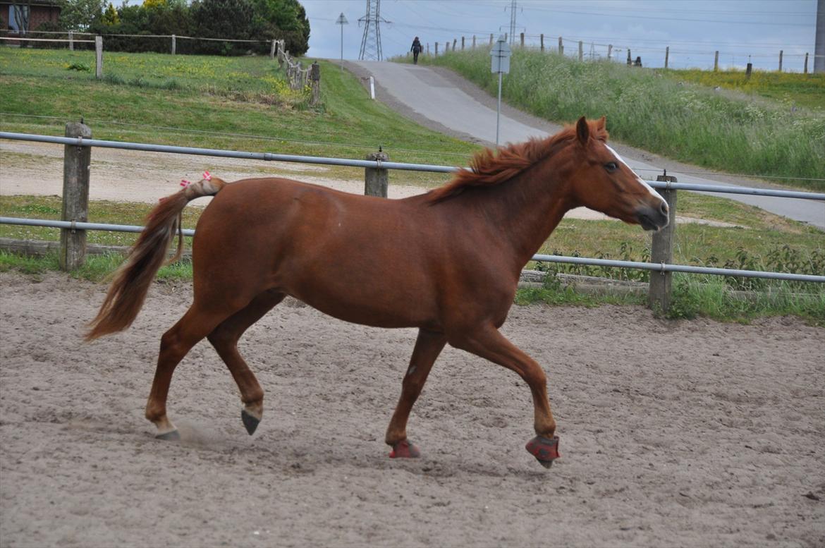 Pixeline 12-års fødselsdag :-) billede 108