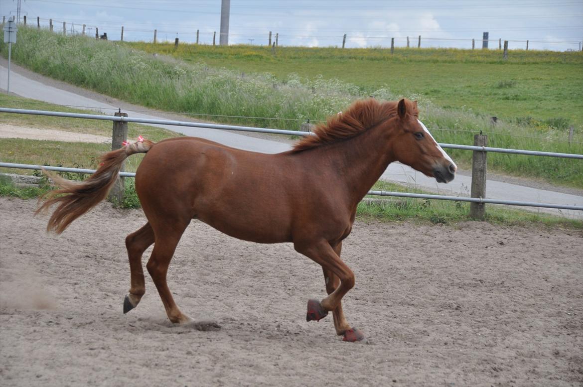 Pixeline 12-års fødselsdag :-) billede 109