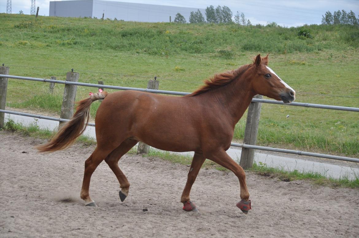 Pixeline 12-års fødselsdag :-) billede 111