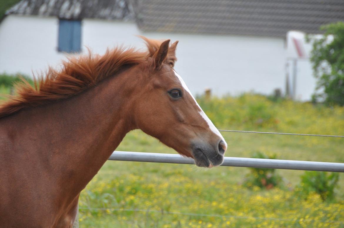 Pixeline 12-års fødselsdag :-) billede 112