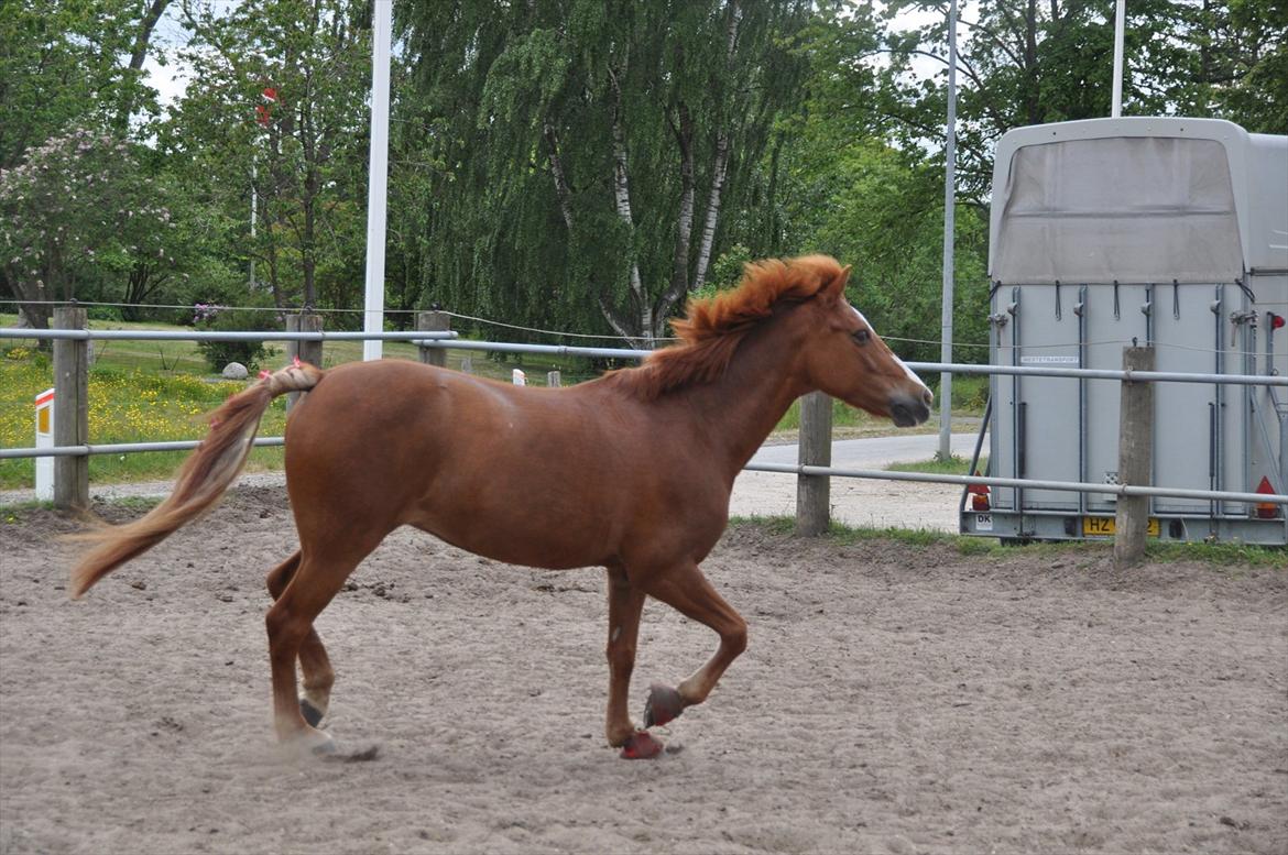 Pixeline 12-års fødselsdag :-) billede 114