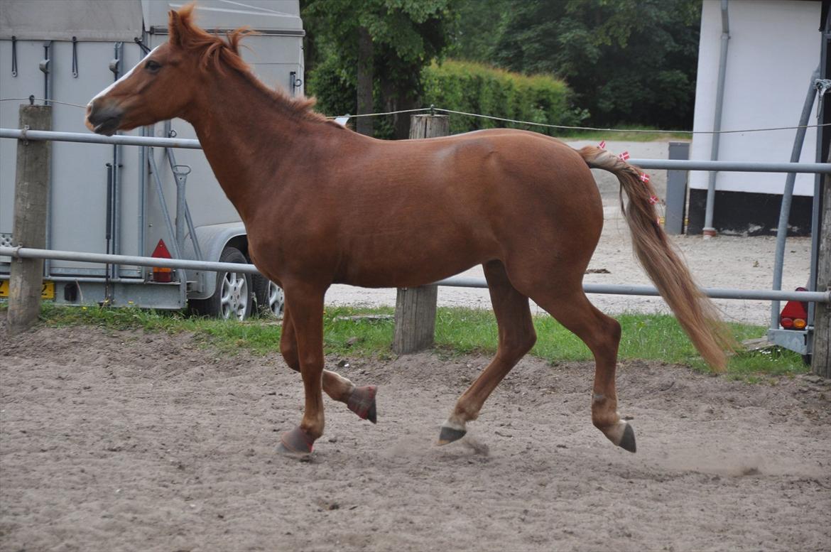 Pixeline 12-års fødselsdag :-) billede 115