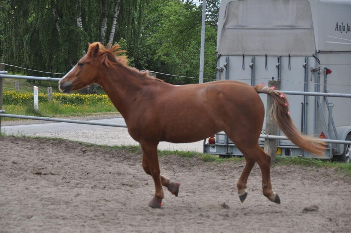 Pixeline 12-års fødselsdag :-) billede 117