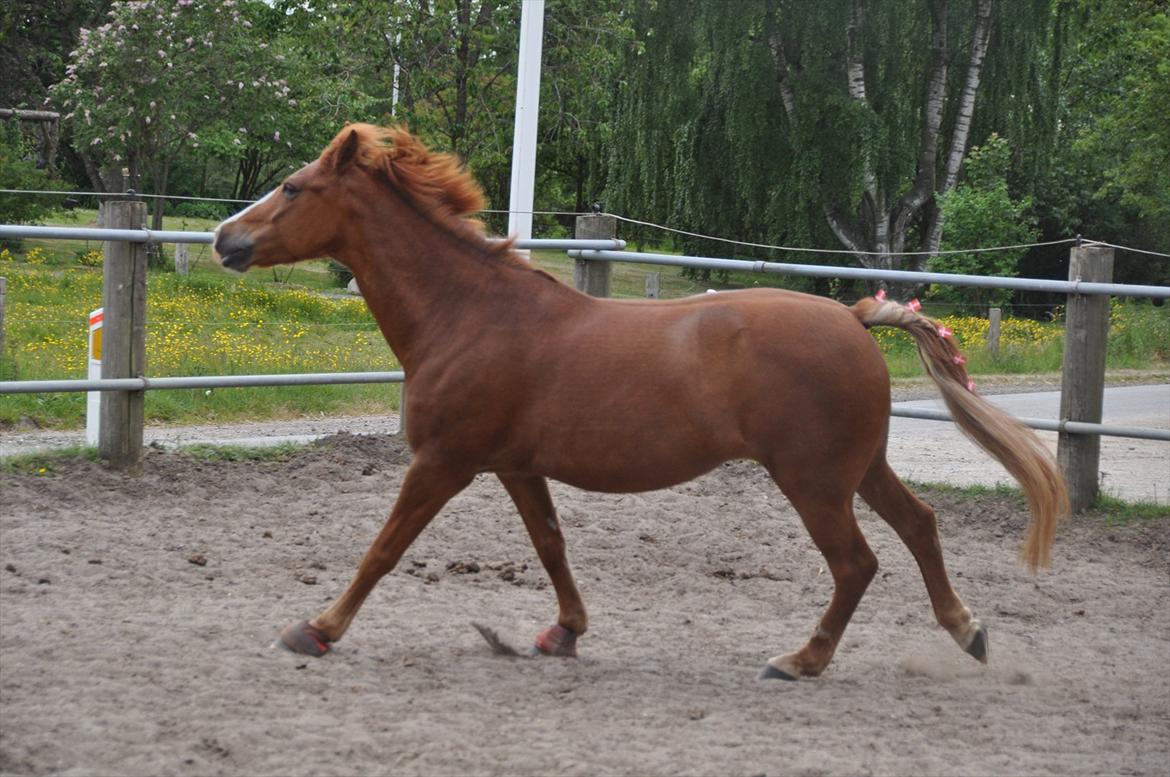 Pixeline 12-års fødselsdag :-) billede 118