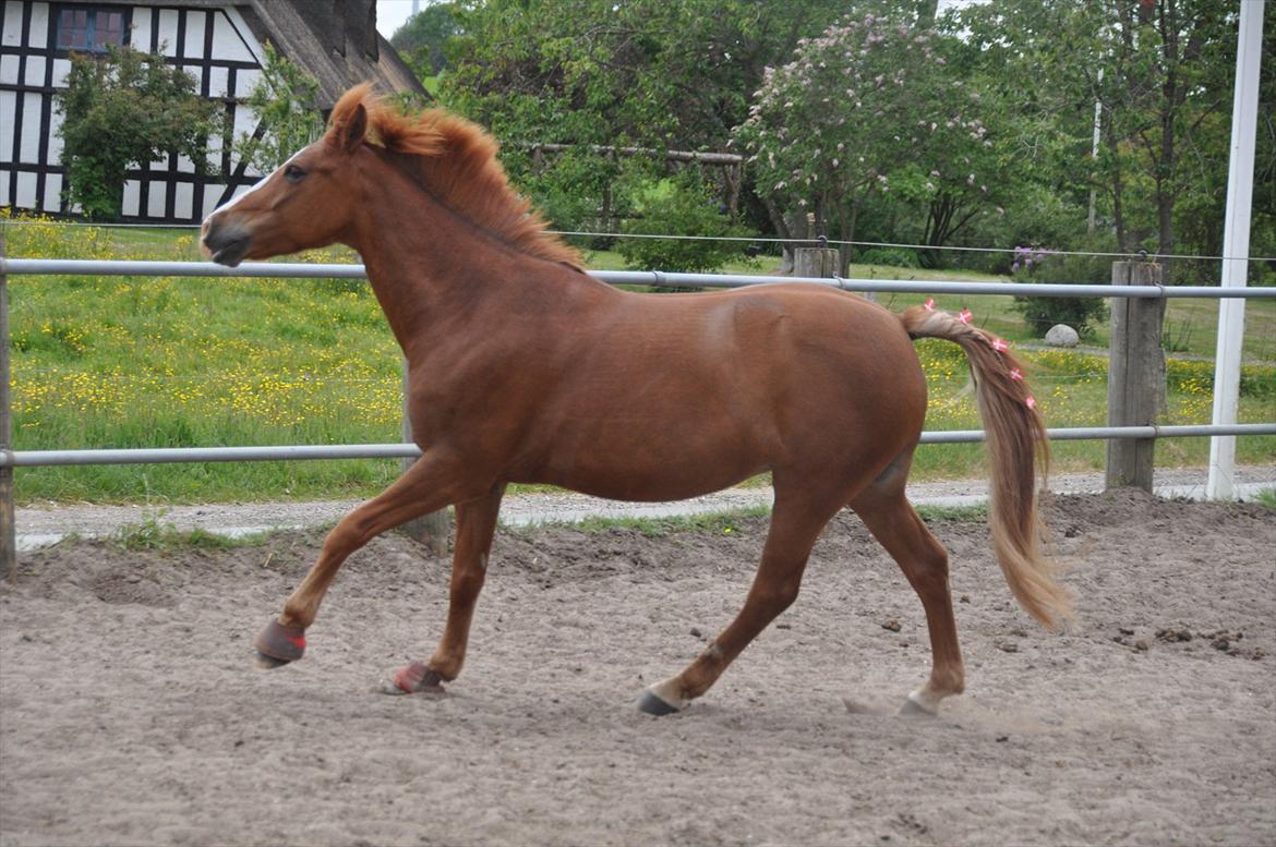 Pixeline 12-års fødselsdag :-) billede 119