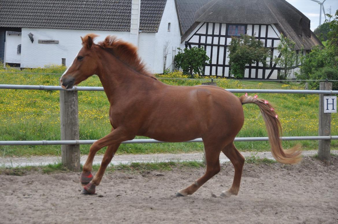 Pixeline 12-års fødselsdag :-) billede 120