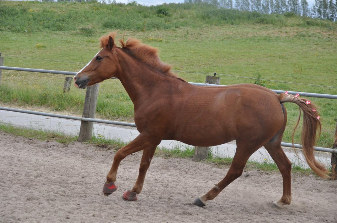 Pixeline 12-års fødselsdag :-) billede 123