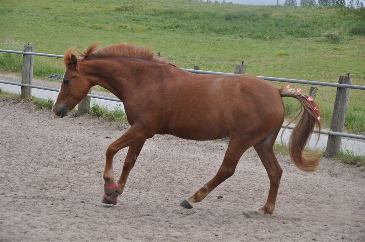 Pixeline 12-års fødselsdag :-) billede 124