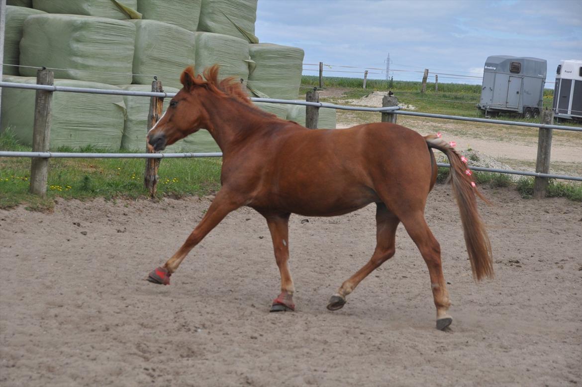 Pixeline 12-års fødselsdag :-) billede 126