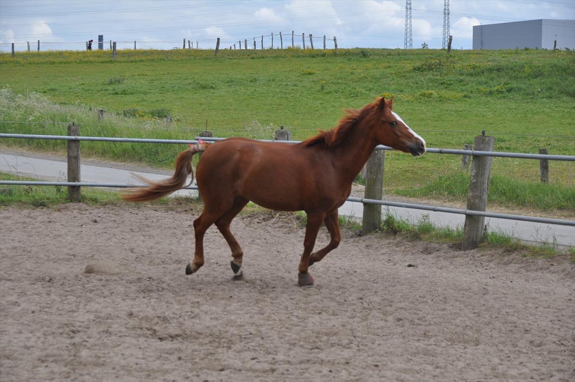 Pixeline 12-års fødselsdag :-) billede 127