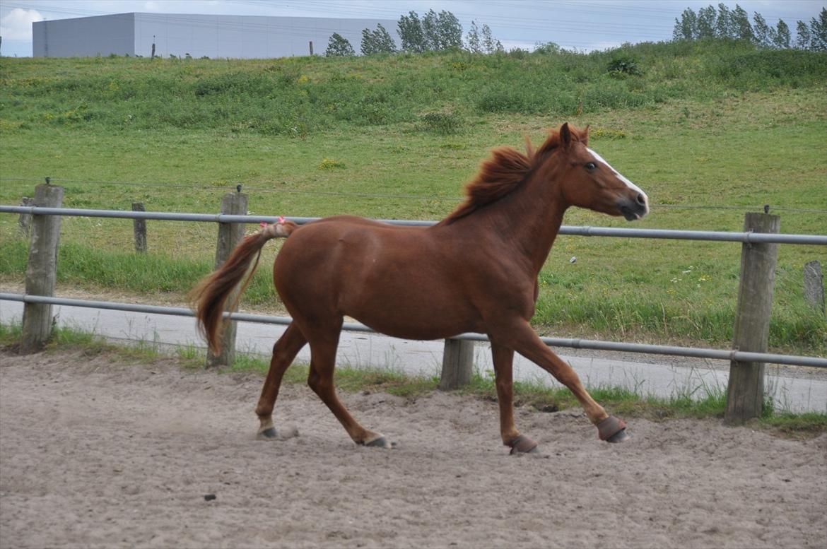 Pixeline 12-års fødselsdag :-) billede 131