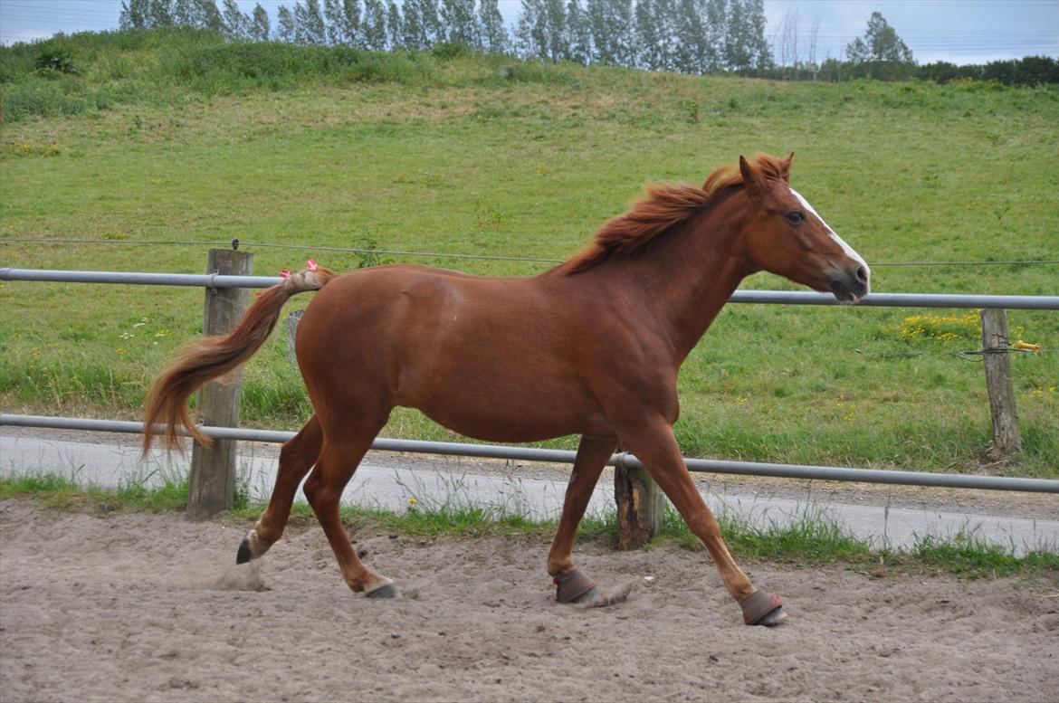 Pixeline 12-års fødselsdag :-) billede 132