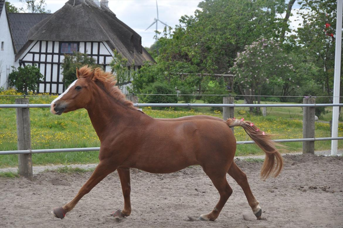 Pixeline 12-års fødselsdag :-) billede 134