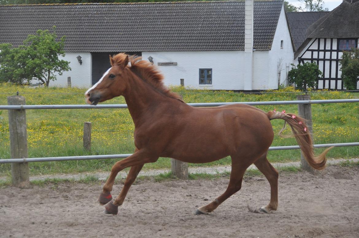 Pixeline 12-års fødselsdag :-) billede 135