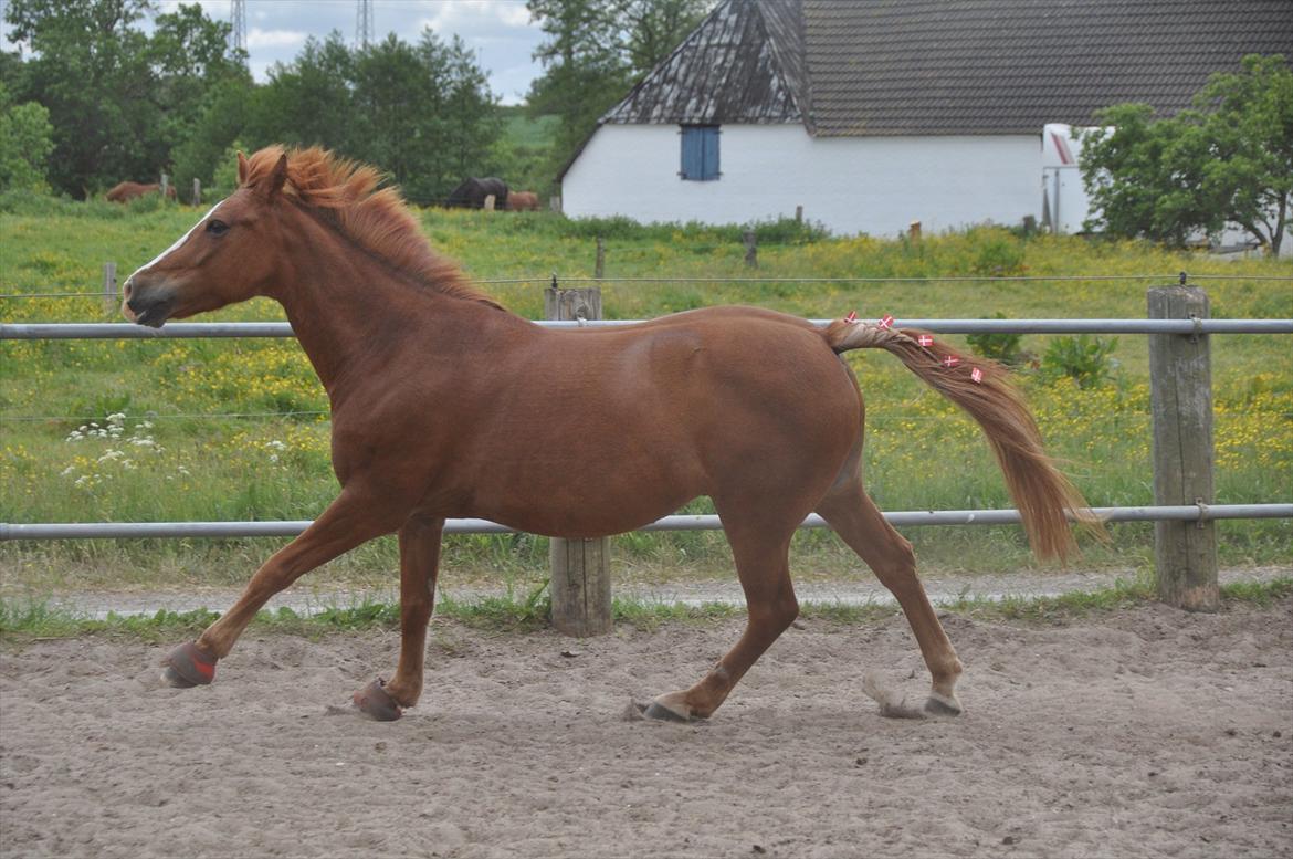 Pixeline 12-års fødselsdag :-) billede 136