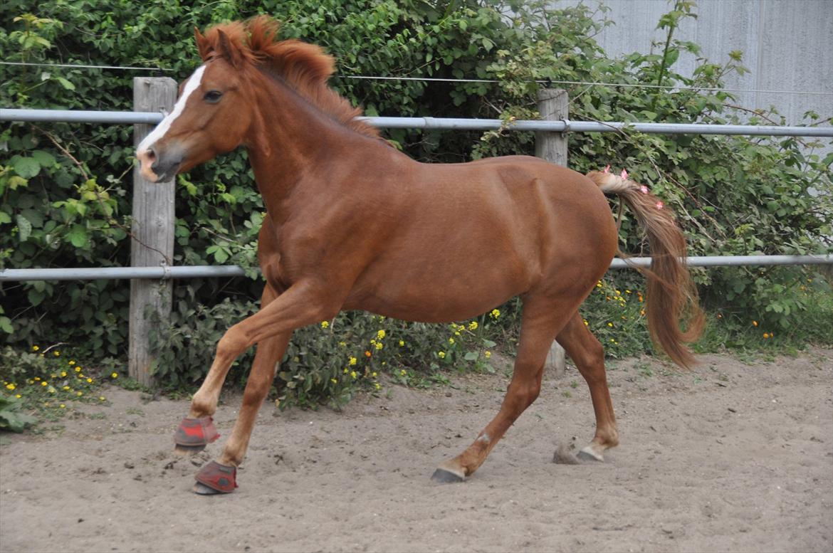 Pixeline 12-års fødselsdag :-) billede 137