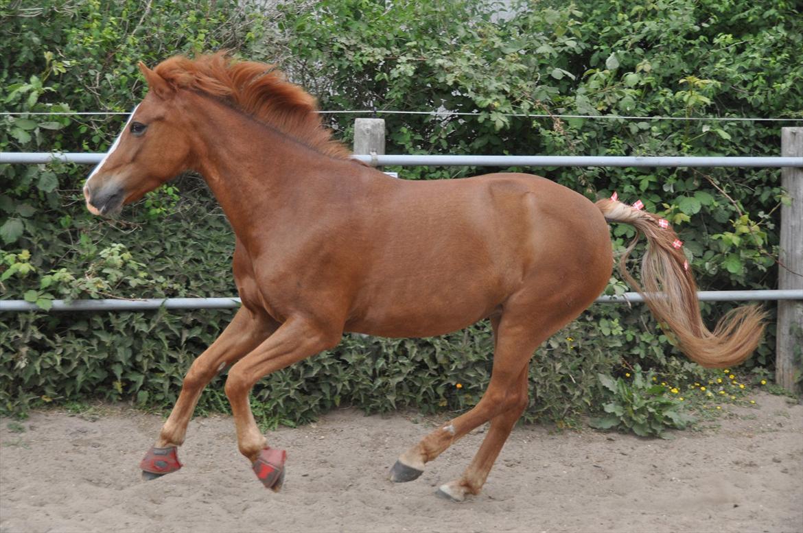 Pixeline 12-års fødselsdag :-) billede 138