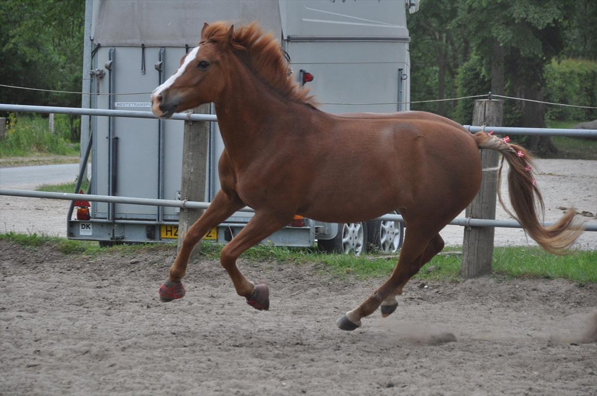 Pixeline 12-års fødselsdag :-) billede 141