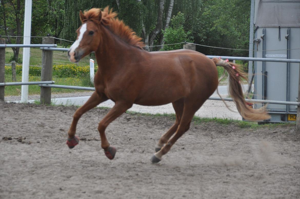 Pixeline 12-års fødselsdag :-) billede 142