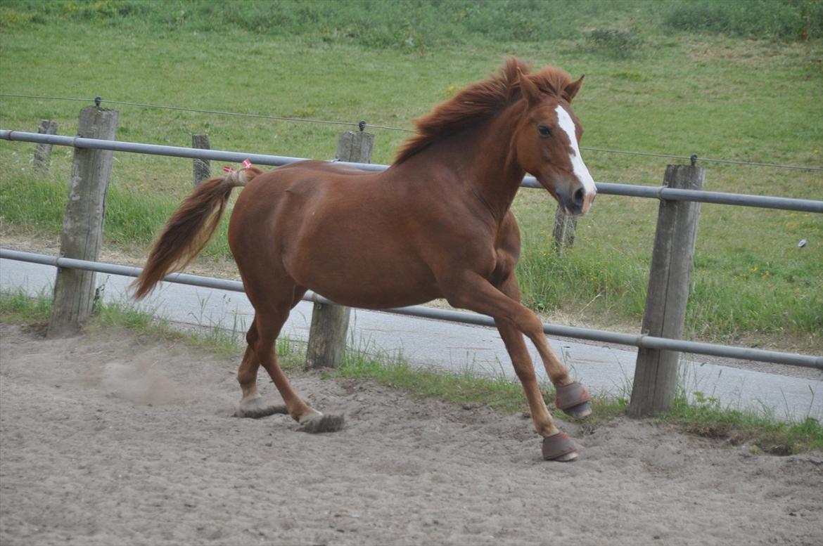 Pixeline 12-års fødselsdag :-) billede 143