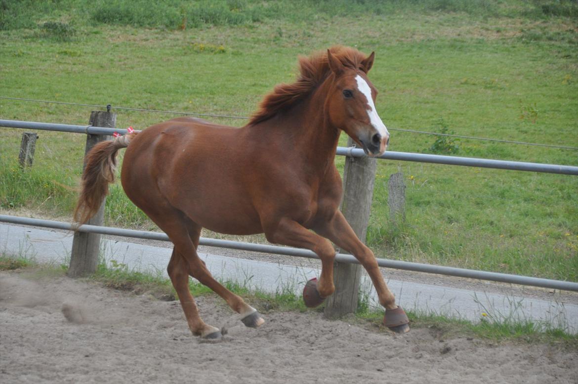 Pixeline 12-års fødselsdag :-) billede 144