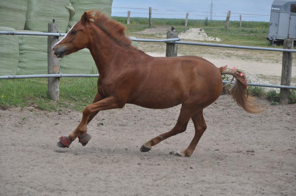 Pixeline 12-års fødselsdag :-) billede 147