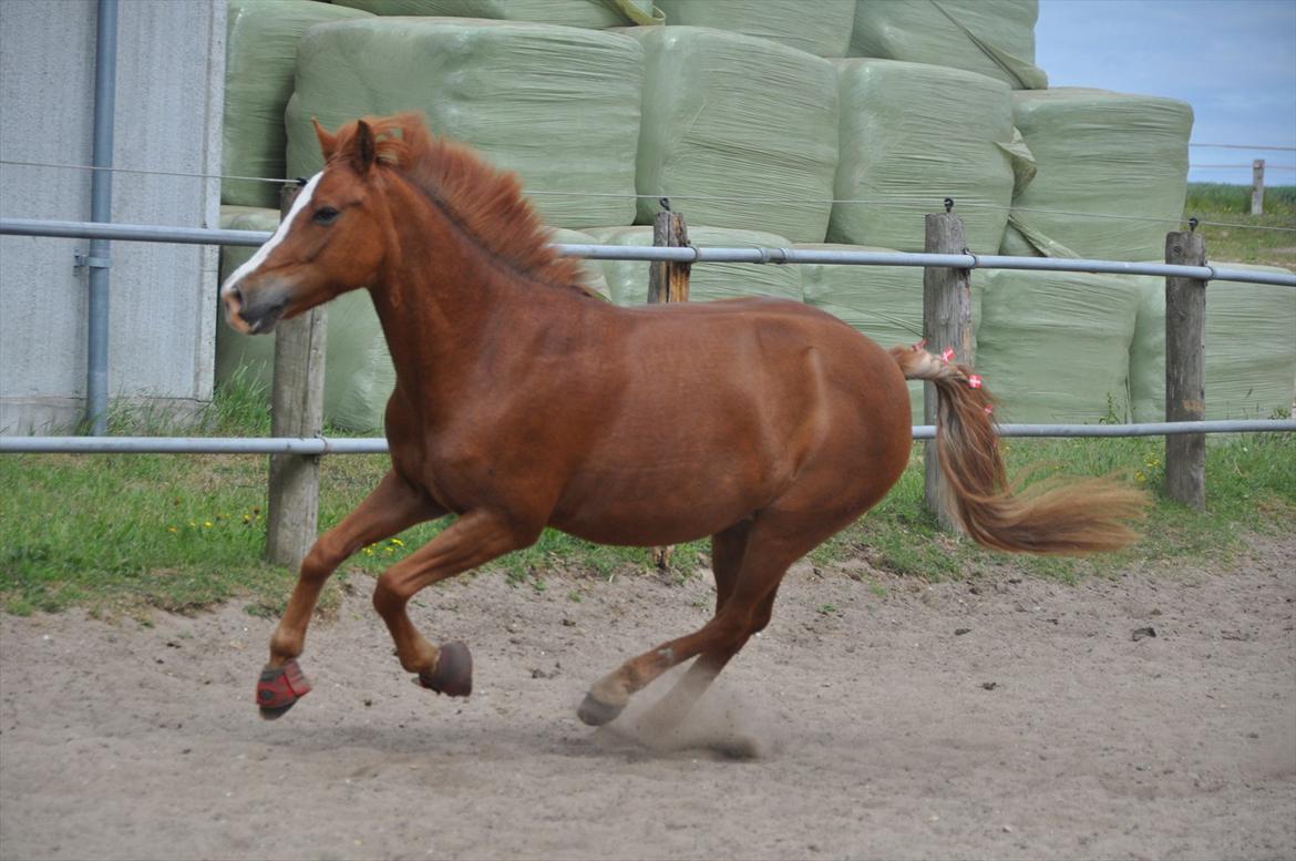 Pixeline 12-års fødselsdag :-) billede 148
