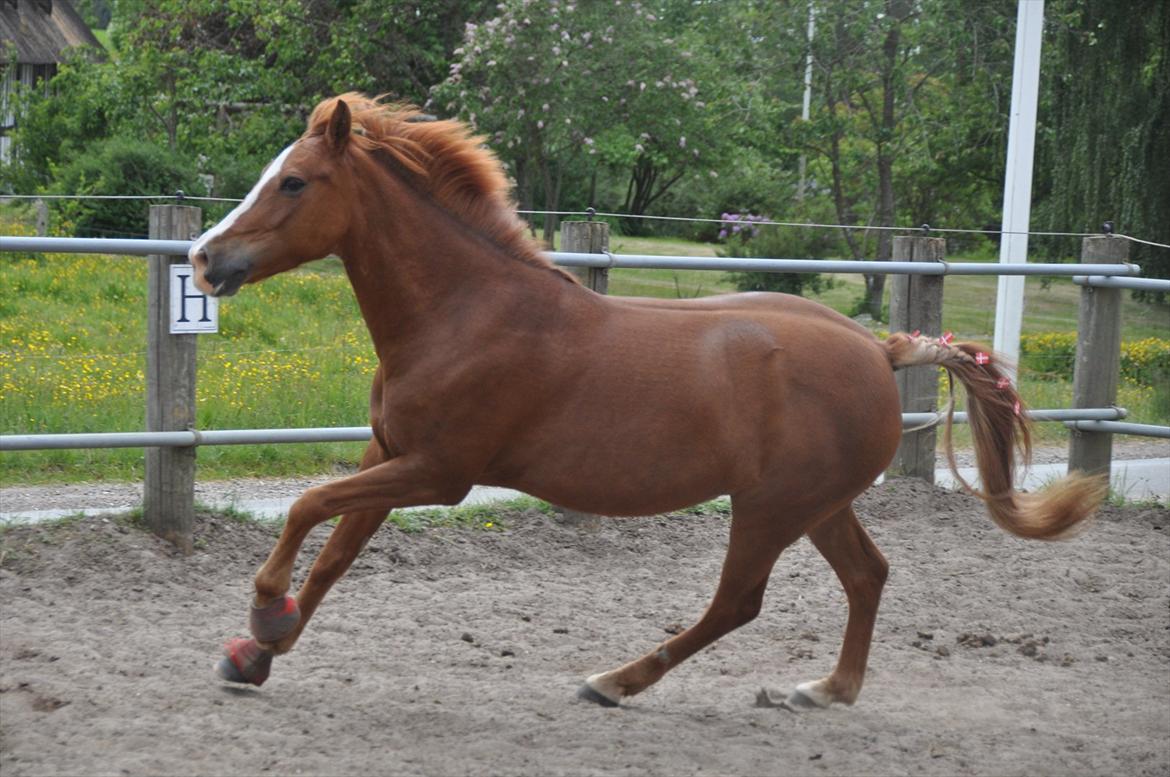 Pixeline 12-års fødselsdag :-) billede 149