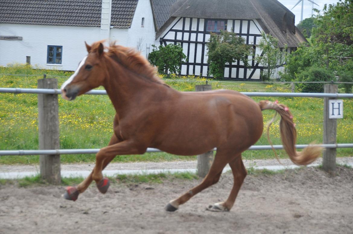Pixeline 12-års fødselsdag :-) billede 150