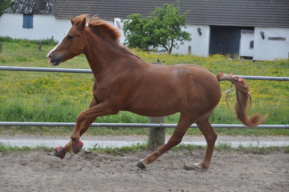 Pixeline 12-års fødselsdag :-) billede 152