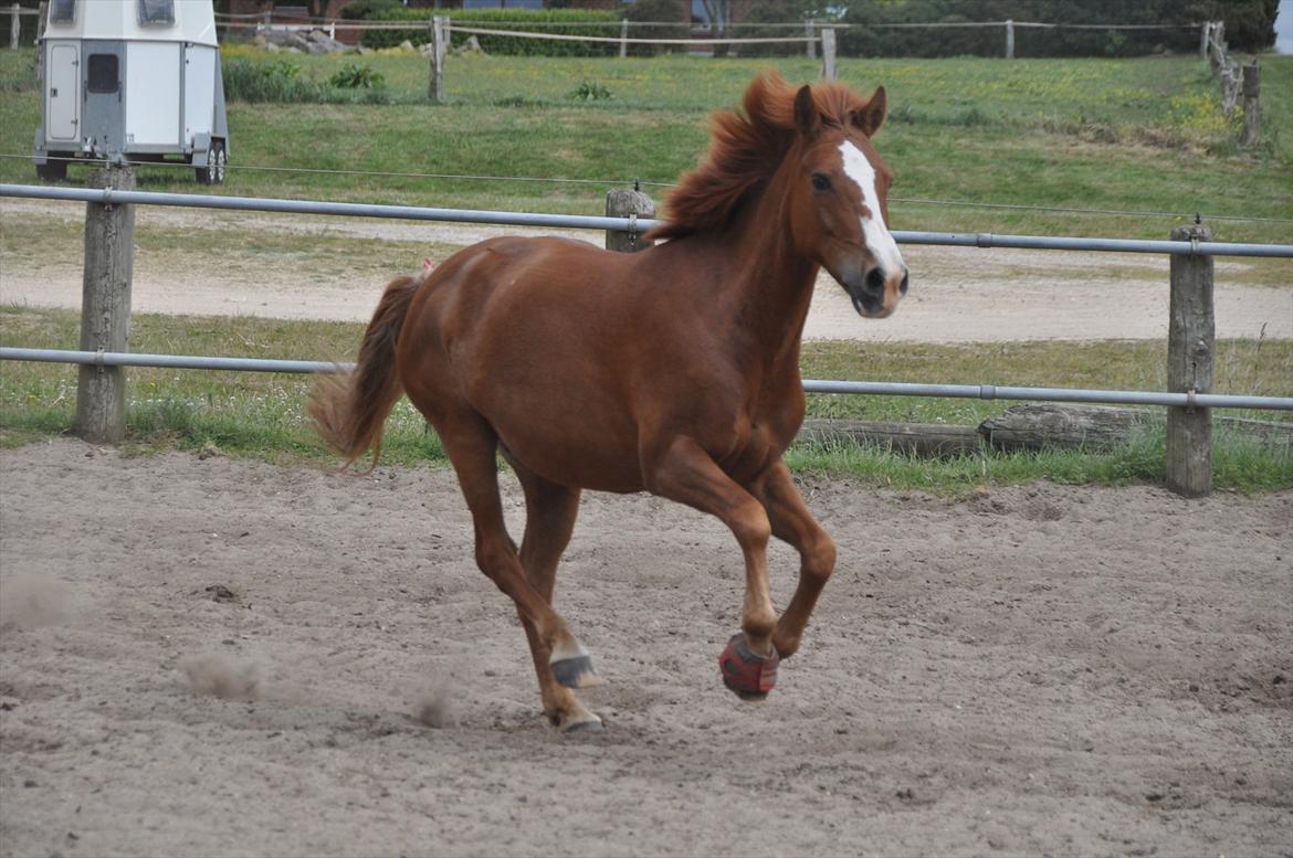 Pixeline 12-års fødselsdag :-) billede 153