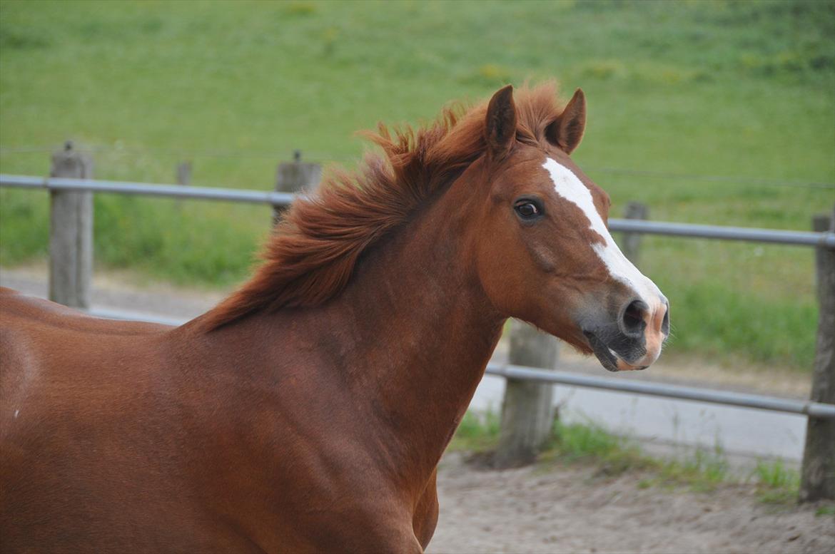 Pixeline 12-års fødselsdag :-) billede 154