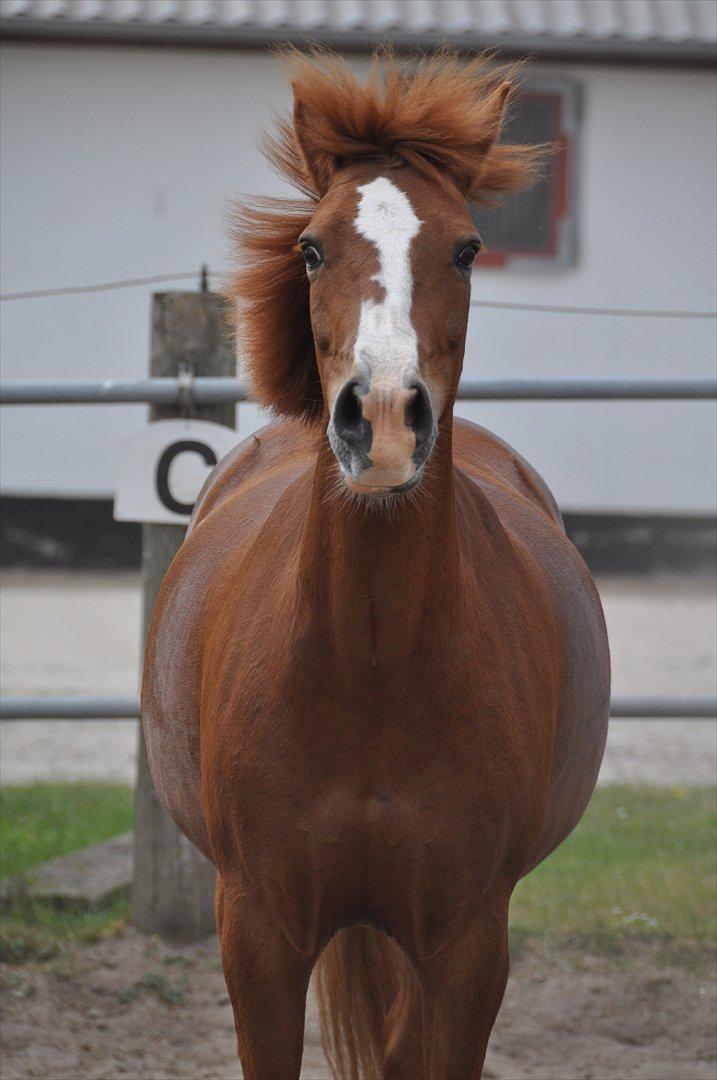 Pixeline 12-års fødselsdag :-) billede 155