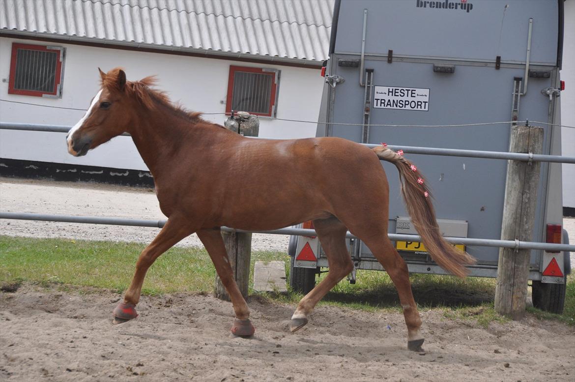 Pixeline 12-års fødselsdag :-) billede 158