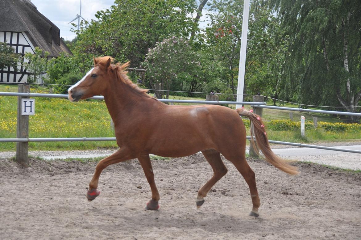Pixeline 12-års fødselsdag :-) billede 161