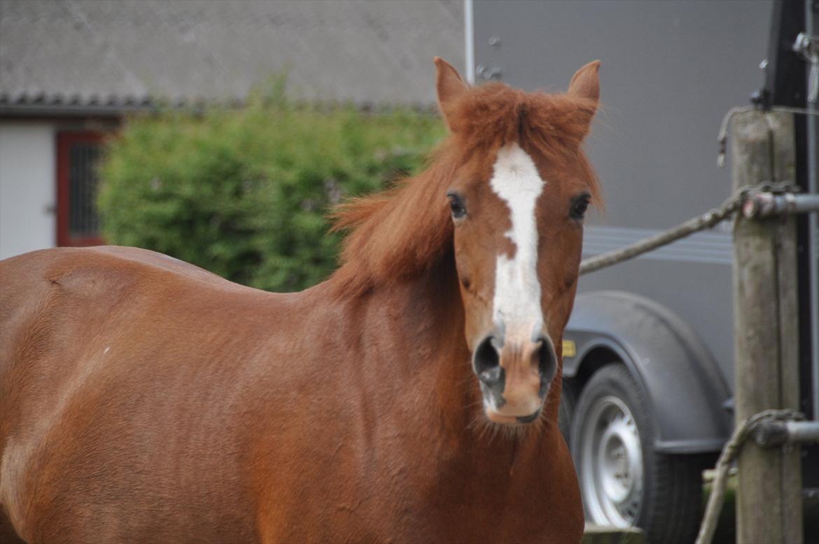 Pixeline 12-års fødselsdag :-) billede 165