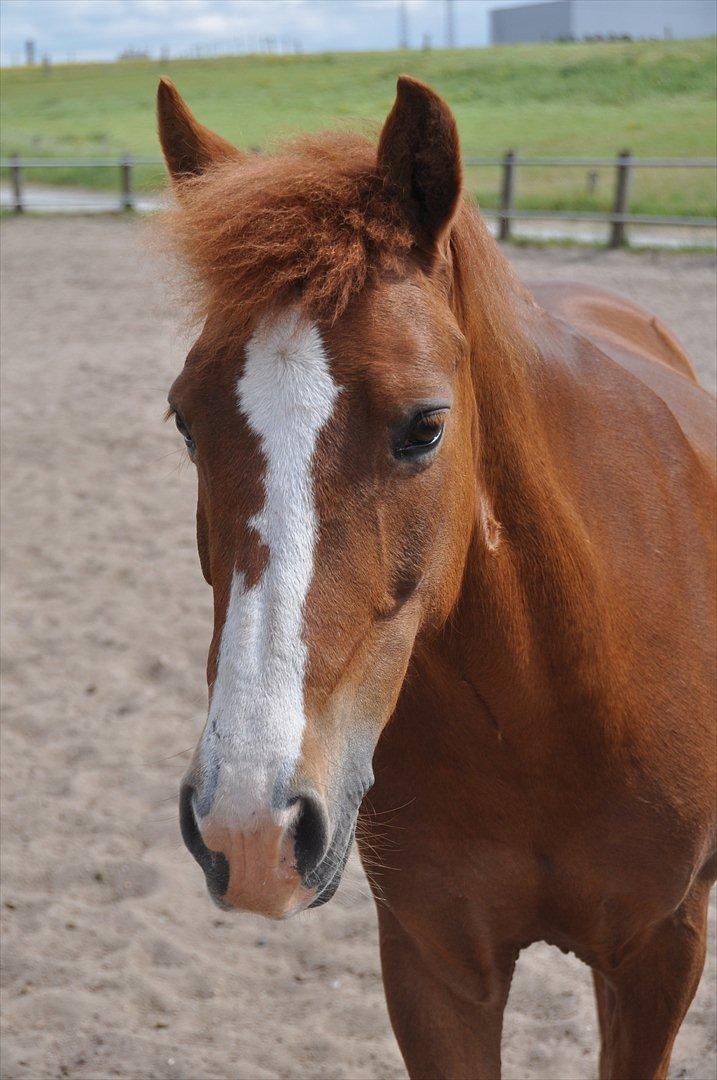 Pixeline 12-års fødselsdag :-) billede 167