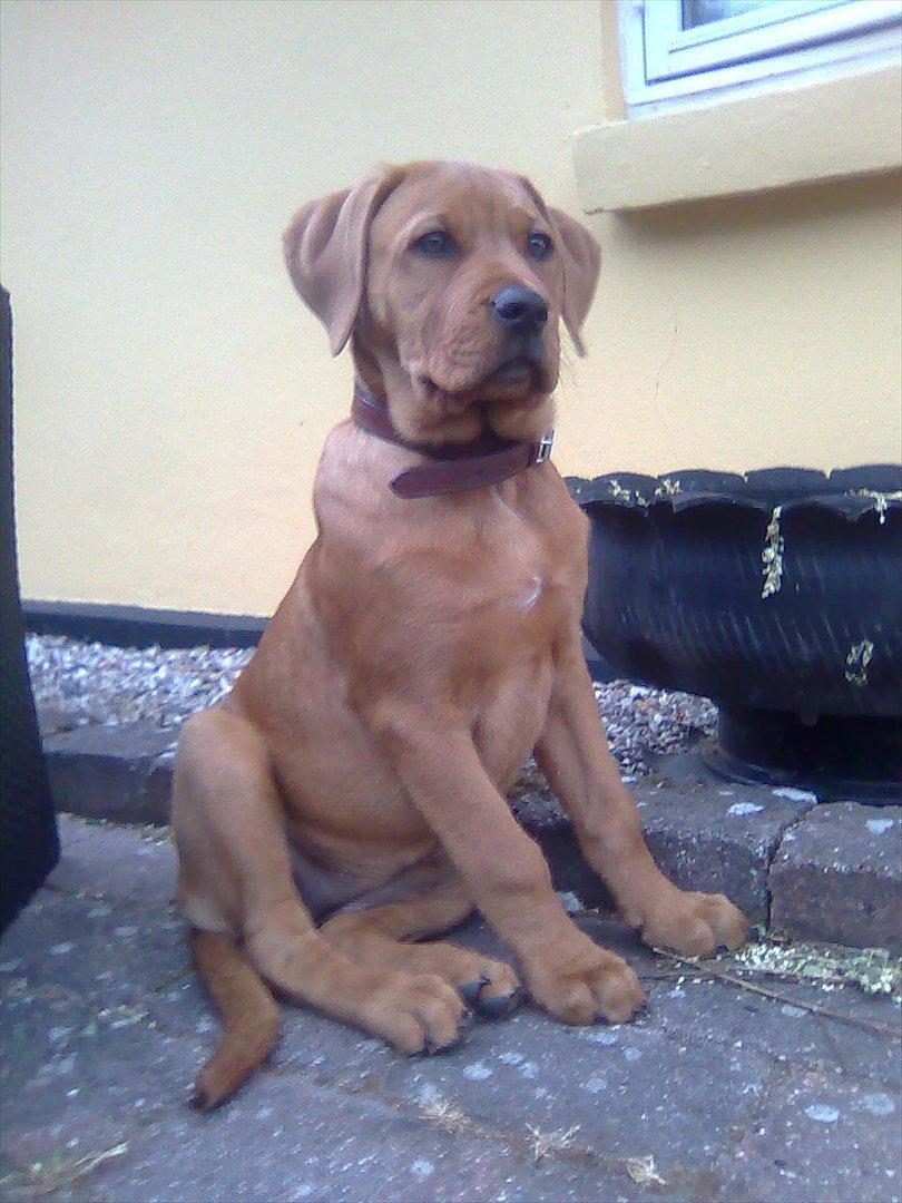 Broholmer bibsen billede 32