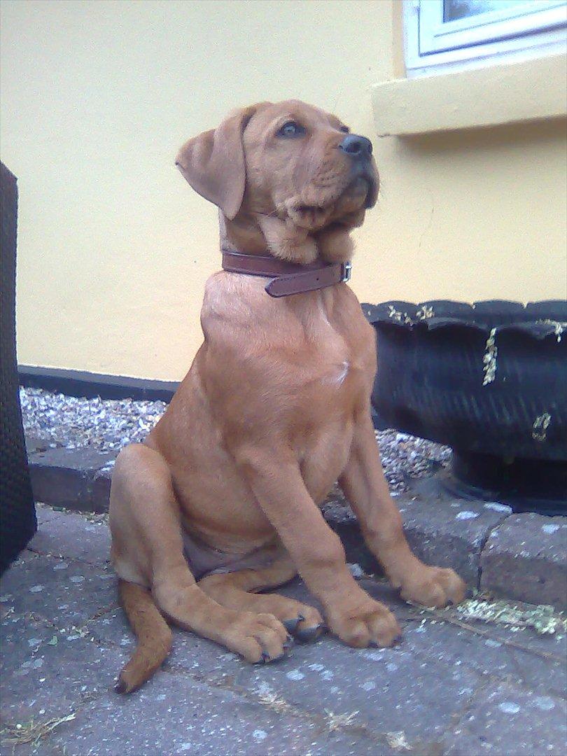 Broholmer bibsen billede 33