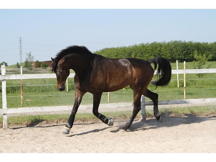 {{currentPhoto.altText}} billede {{currentPhoto.number}}