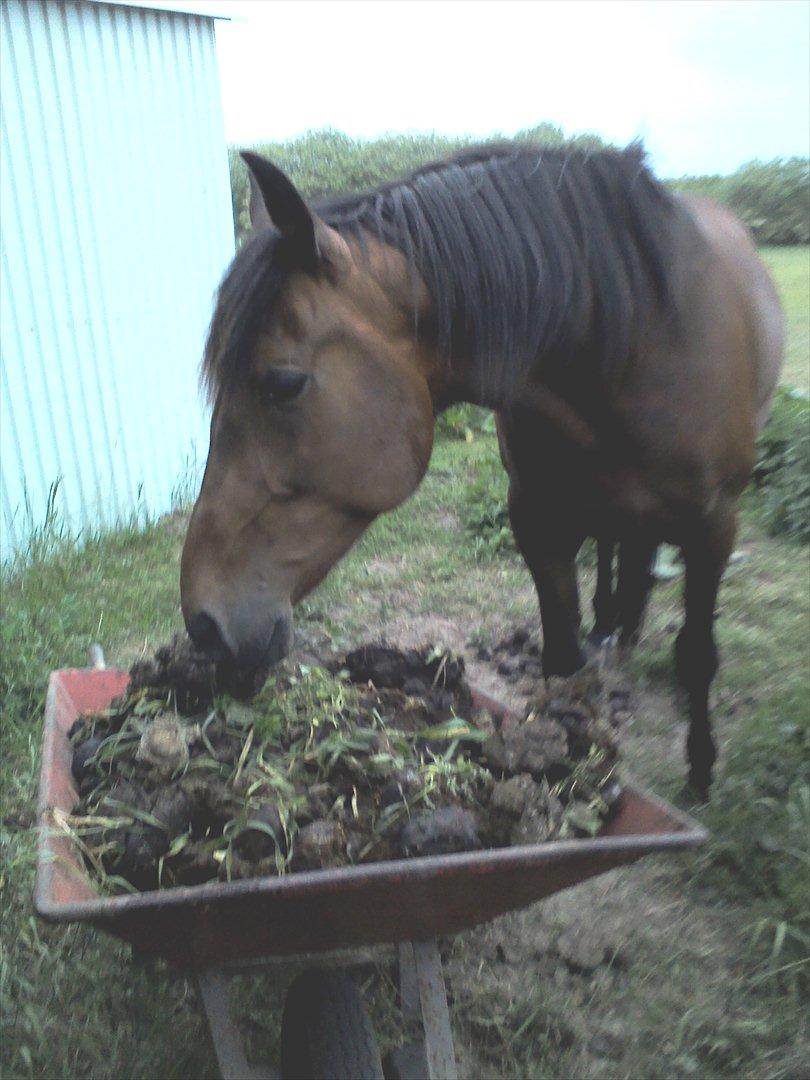 Vores billedebog. - Kaliber hjælper mig med at fjerne hans lort fra folden xD<3<3 Søde hest! :-D<3<3 billede 48