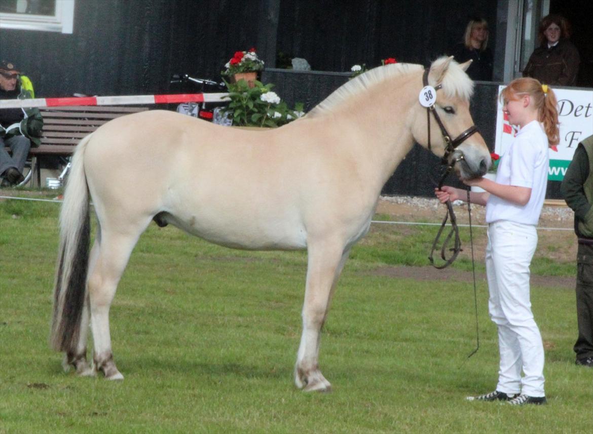 Aabenraa Dyrskue med Confetti - Her er han inde til bedømmelse. billede 2