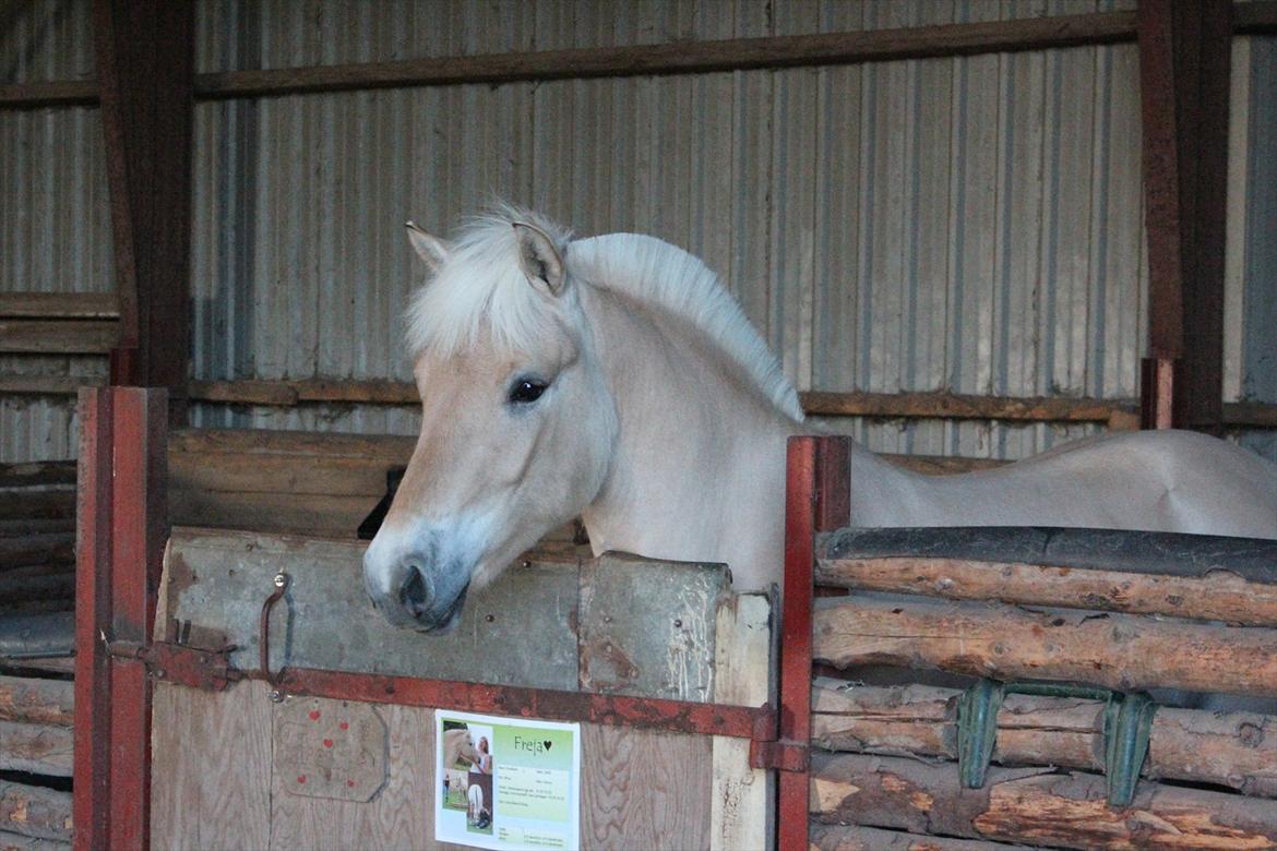 Aabenraa Dyrskue med Confetti - Confetti ude i boksen lørdag morgen klokken 06:00 :-) billede 4