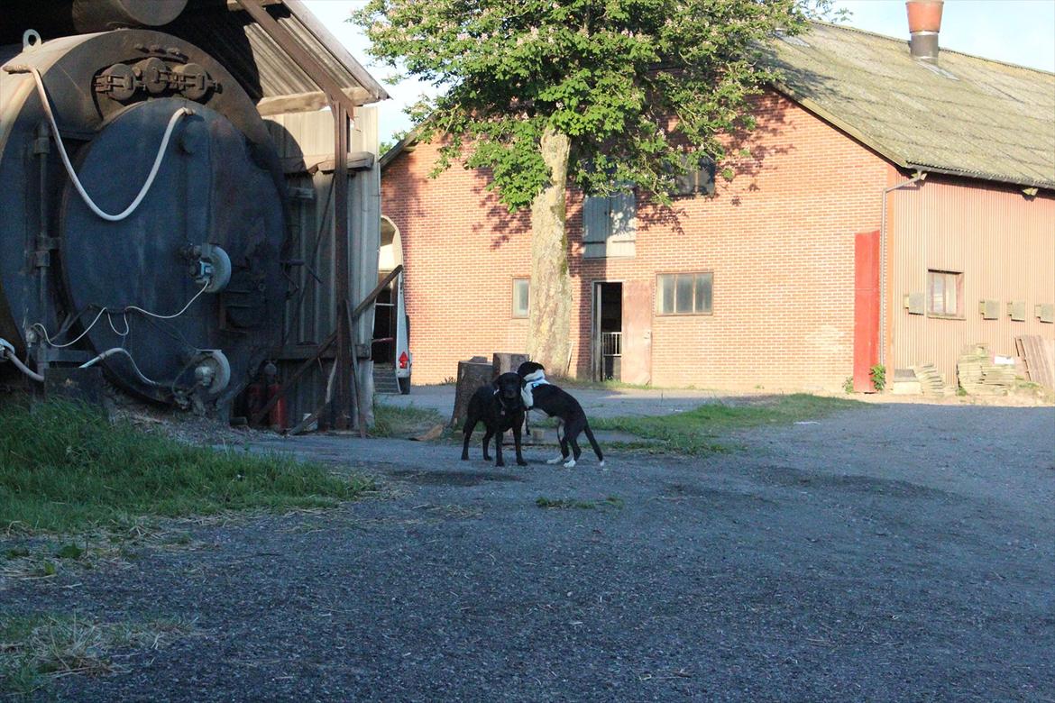 Aabenraa Dyrskue med Confetti - Lauras hund Fifi(Sort) og min hund Balto(Hvid/sort) hyggede sig inden vi kørte :-) billede 5